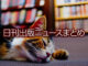 Text to Image by Canva（a calico cat sleeping while tending a bookstore）