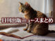 Text to Image by Adobe Firefly(beta) for non-commercial use（A beautiful brown tabby is reading a book, sitting by a bright window.）