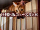 Text to Image by Adobe Firefly(beta) for non-commercial use（A beautiful red tabby is looking down from a bookshelf full of books, from a slightly distant angle.）