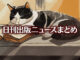 Text to Image by Adobe Firefly Image 2 Model（日の当たる窓辺で本を枕に体を伸ばして寝ている白黒ツートン柄の猫のイラスト）